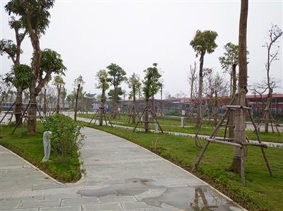 Thiết kế thi công cảnh quan công trình vườn sen