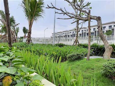 Thiết kế thi công cảnh quan công trình vườn sen