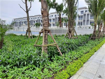 Thiết kế thi công cảnh quan công trình vườn sen